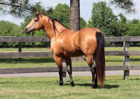 Sandra Dee Foal Date 3-01-2016 QHRMH Cross Chestnut Mare 14. . Horses for sale in oklahoma